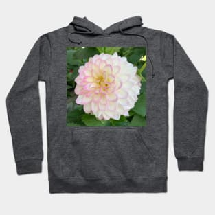 Soft Pink, Yellow And White Dahlia Bloom Hoodie